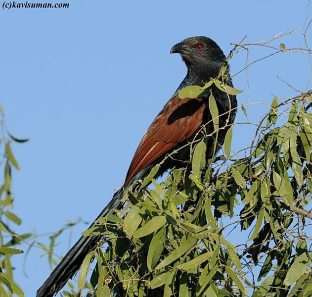 Greater Coucal (Southern) - ML377298011