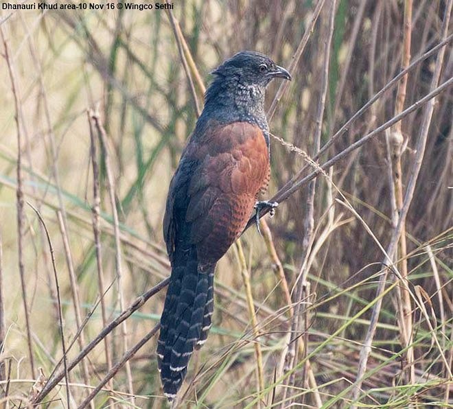 Greater Coucal (Greater) - Wg Cdr Vijay K Sethi
