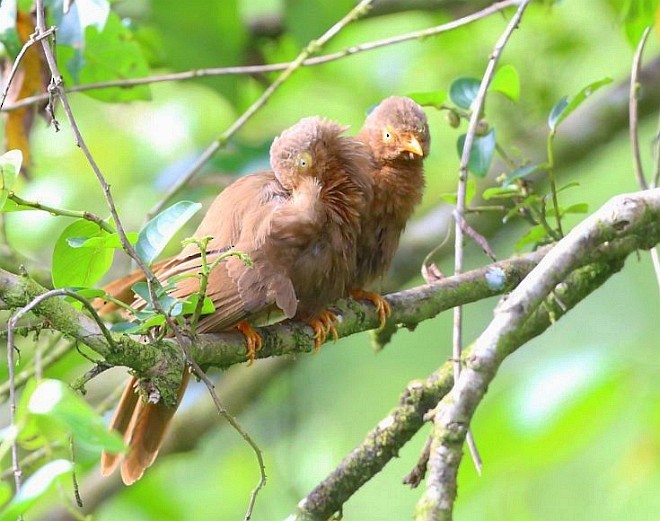 Orange-billed Babbler - ML377300351