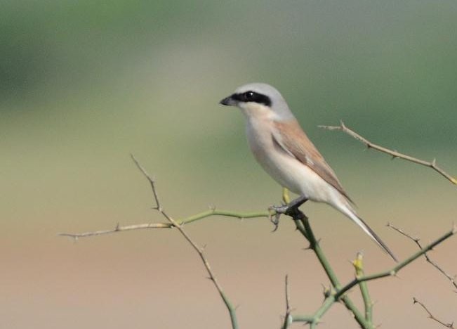 Red-backed Shrike - ML377302351