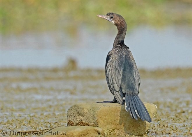 Little Cormorant - OMPRAKASH HATUA