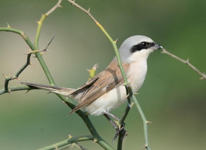 Red-backed Shrike - ML377302421