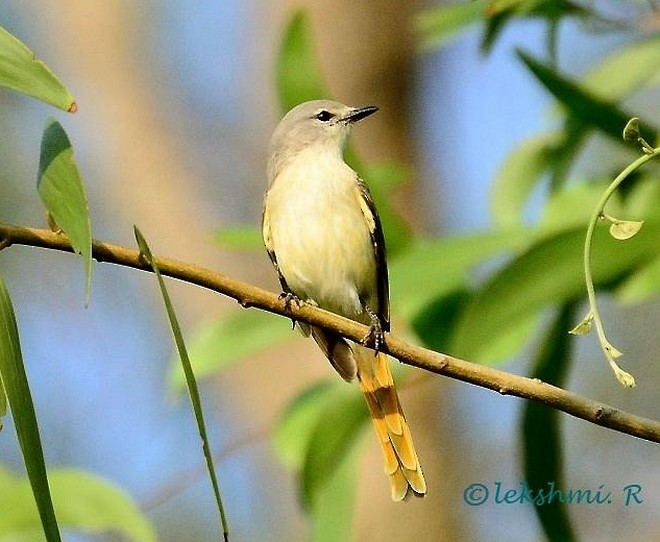 Zwergmennigvogel - ML377303241