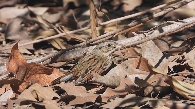 Lincoln's Sparrow - ML377305211