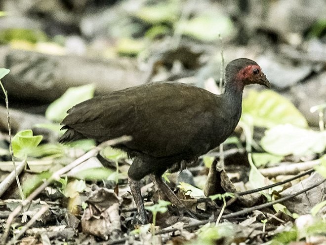 Philippine Megapode - ML377305451