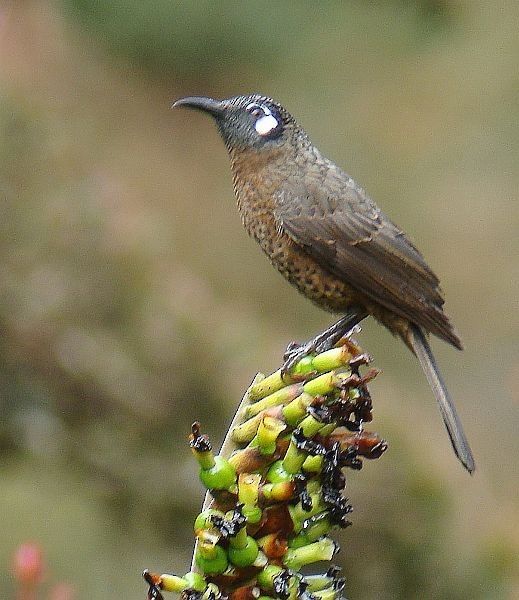 White-eared Myza - Stijn De Win