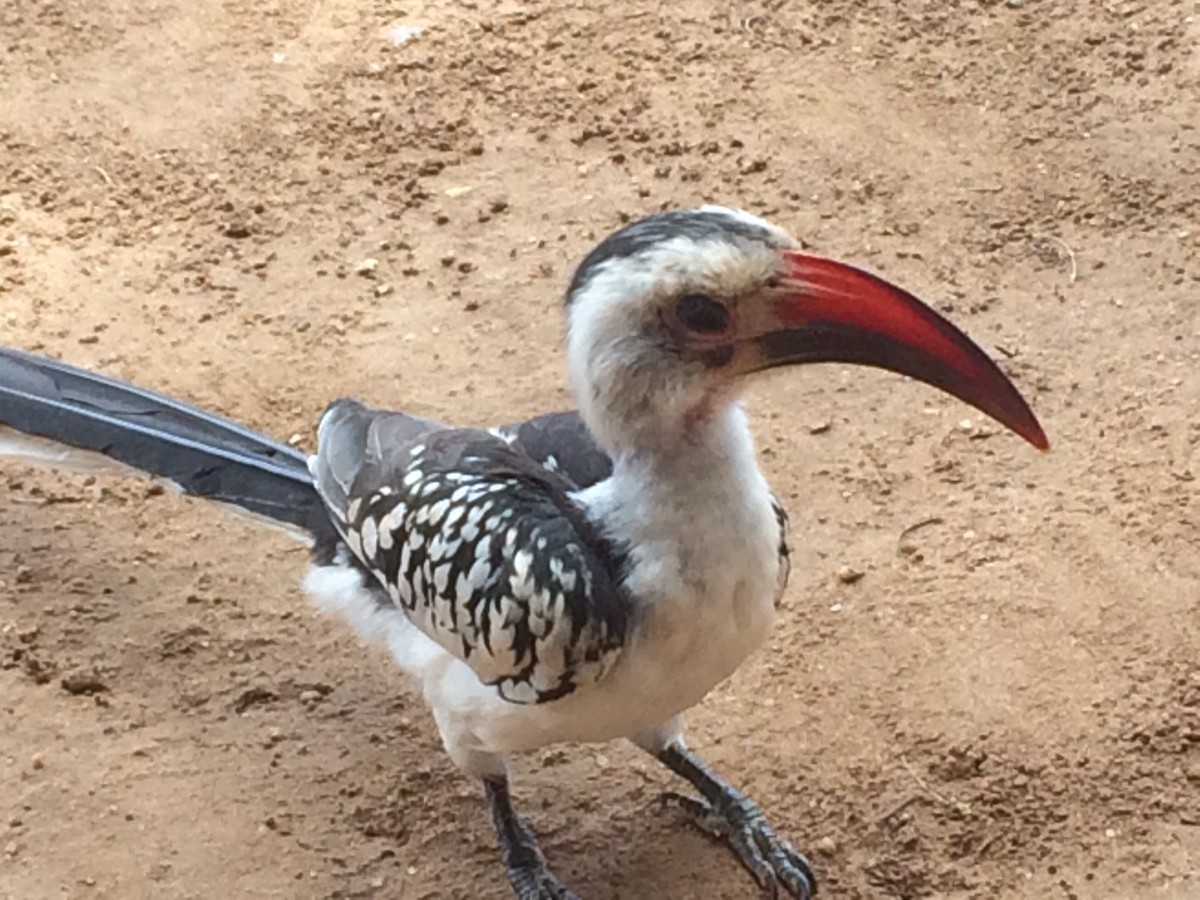 Northern Red-billed Hornbill - David Guarnieri