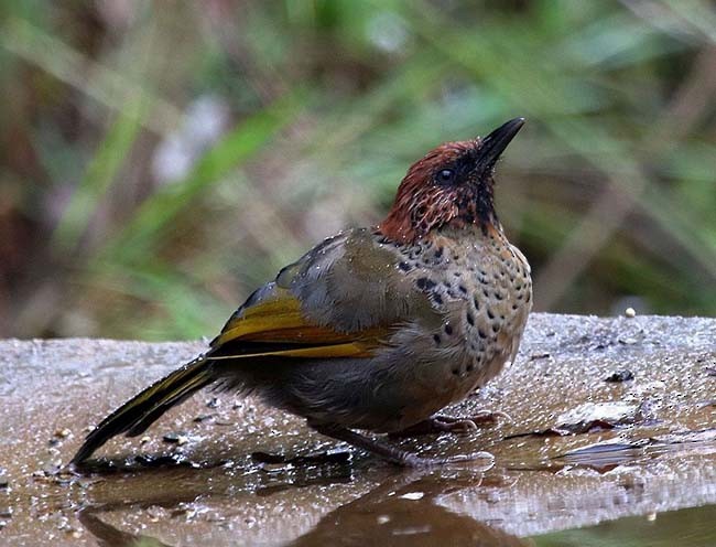 Chestnut-crowned Laughingthrush - ML377305911