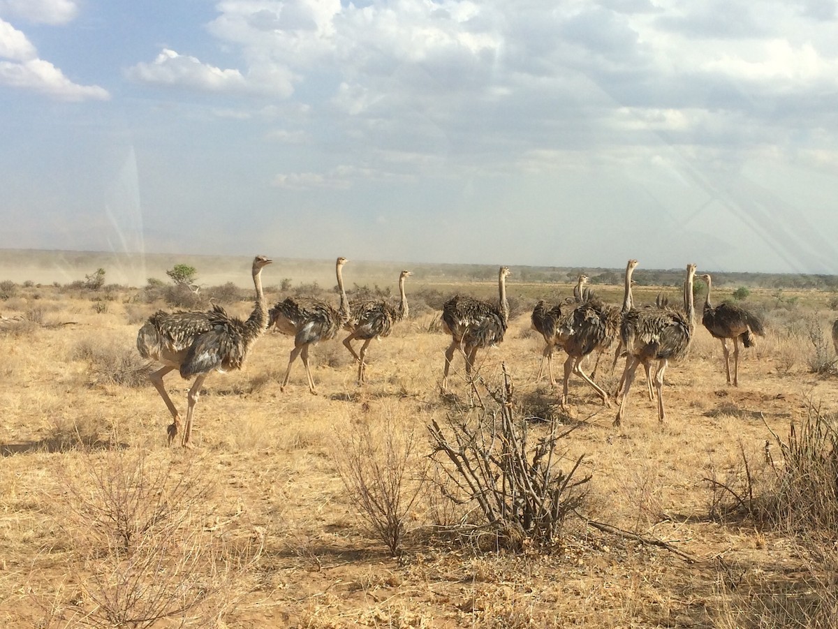 Somali Ostrich - David Guarnieri