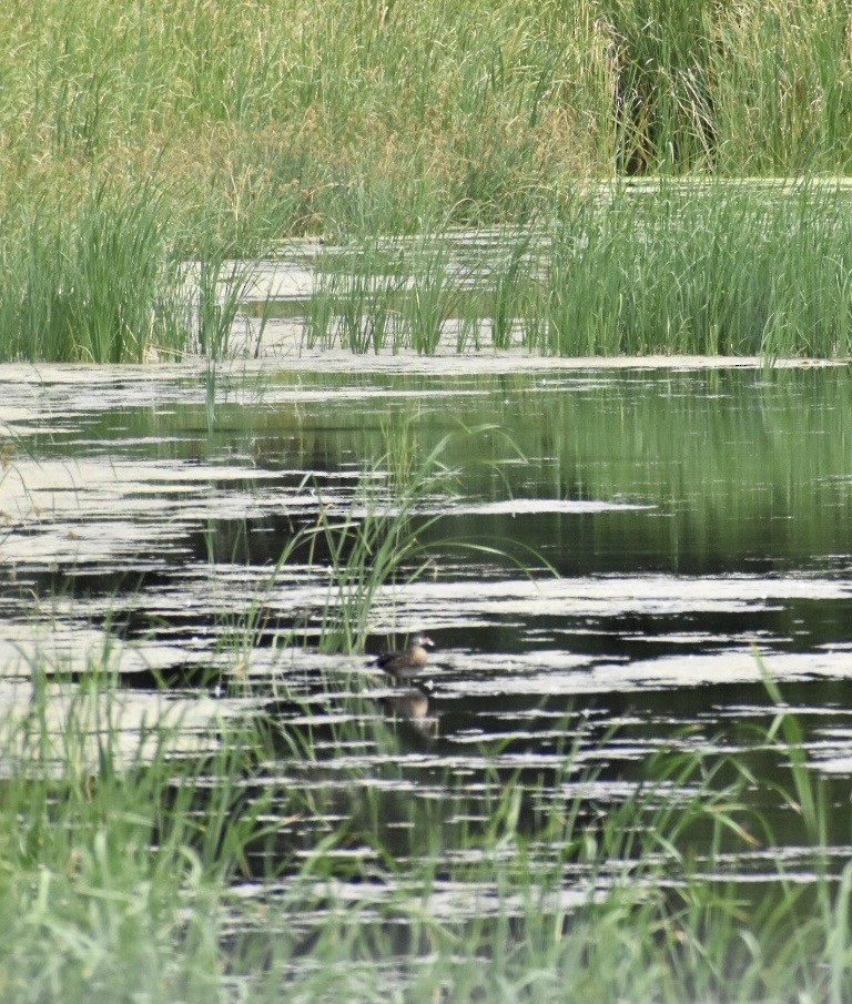 Wood Duck - ML377307001