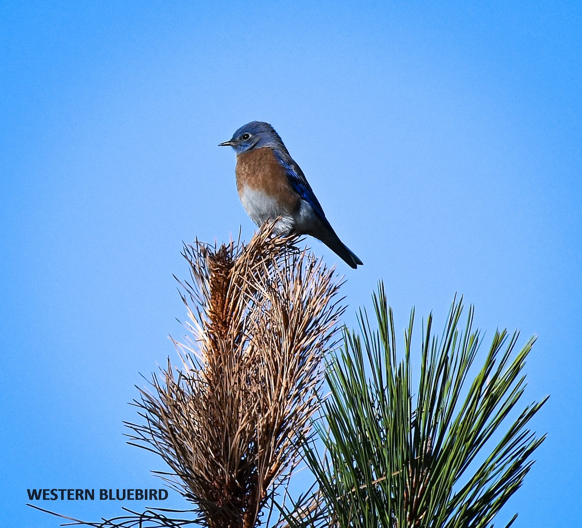 Western Bluebird - Wayne Diakow