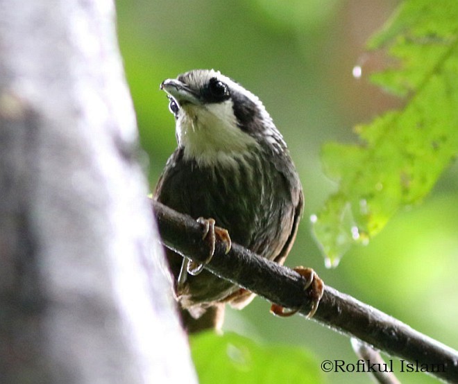 Snowy-throated Babbler - ML377308411