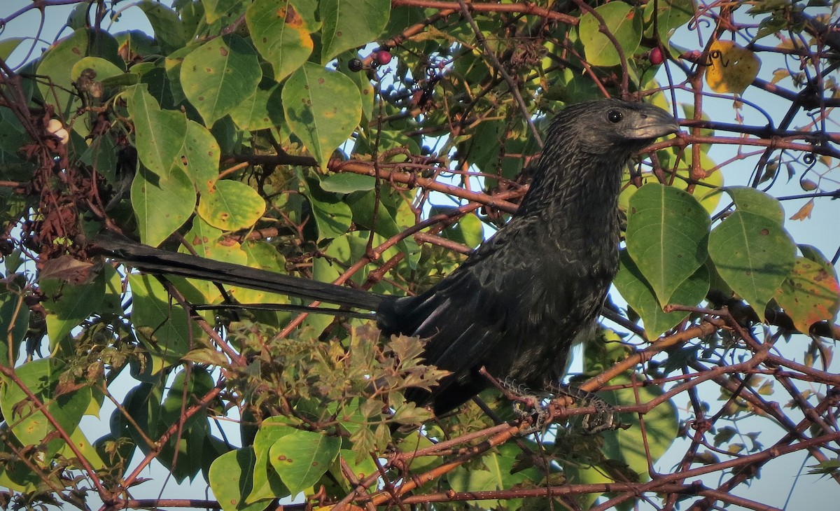 Groove-billed Ani - Brian Johnston