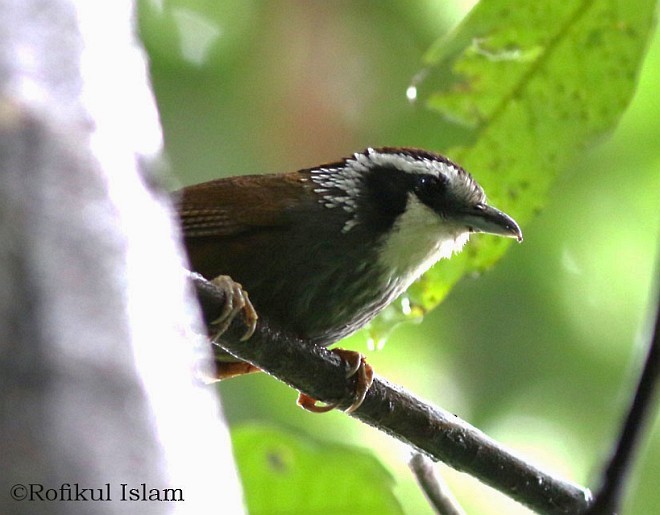 Snowy-throated Babbler - ML377308481