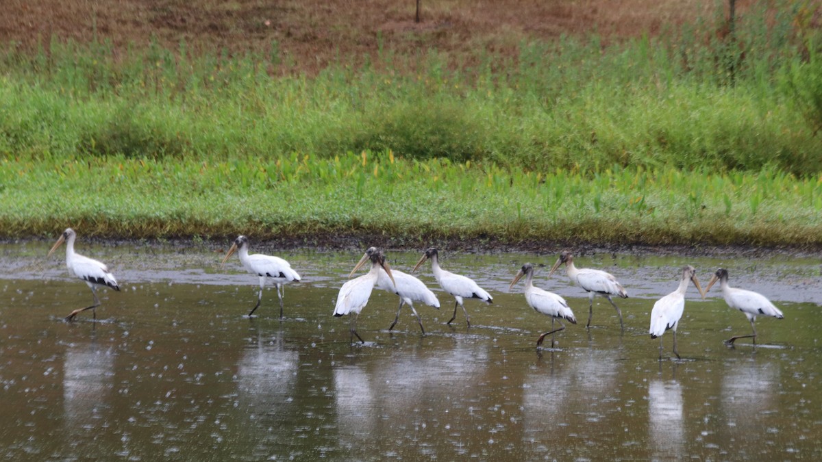 Wood Stork - ML377308801