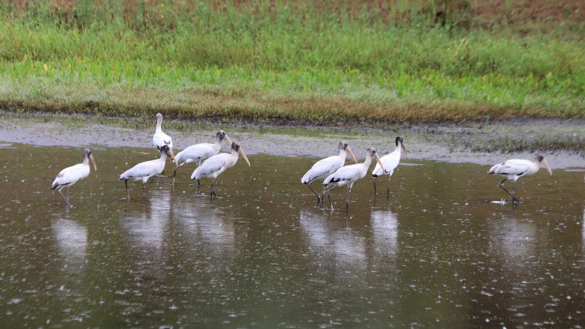 Wood Stork - ML377308811