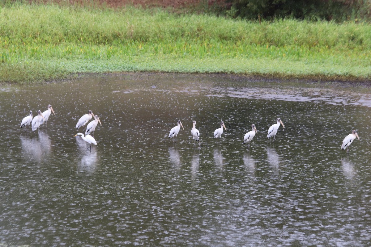 Wood Stork - ML377308851