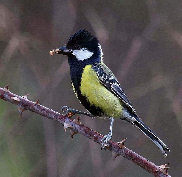 Green-backed Tit - ML377308951