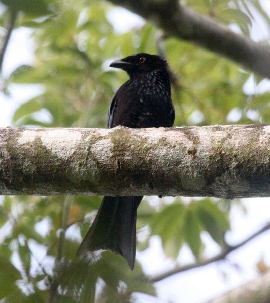 Hair-crested Drongo - Hanom Bashari