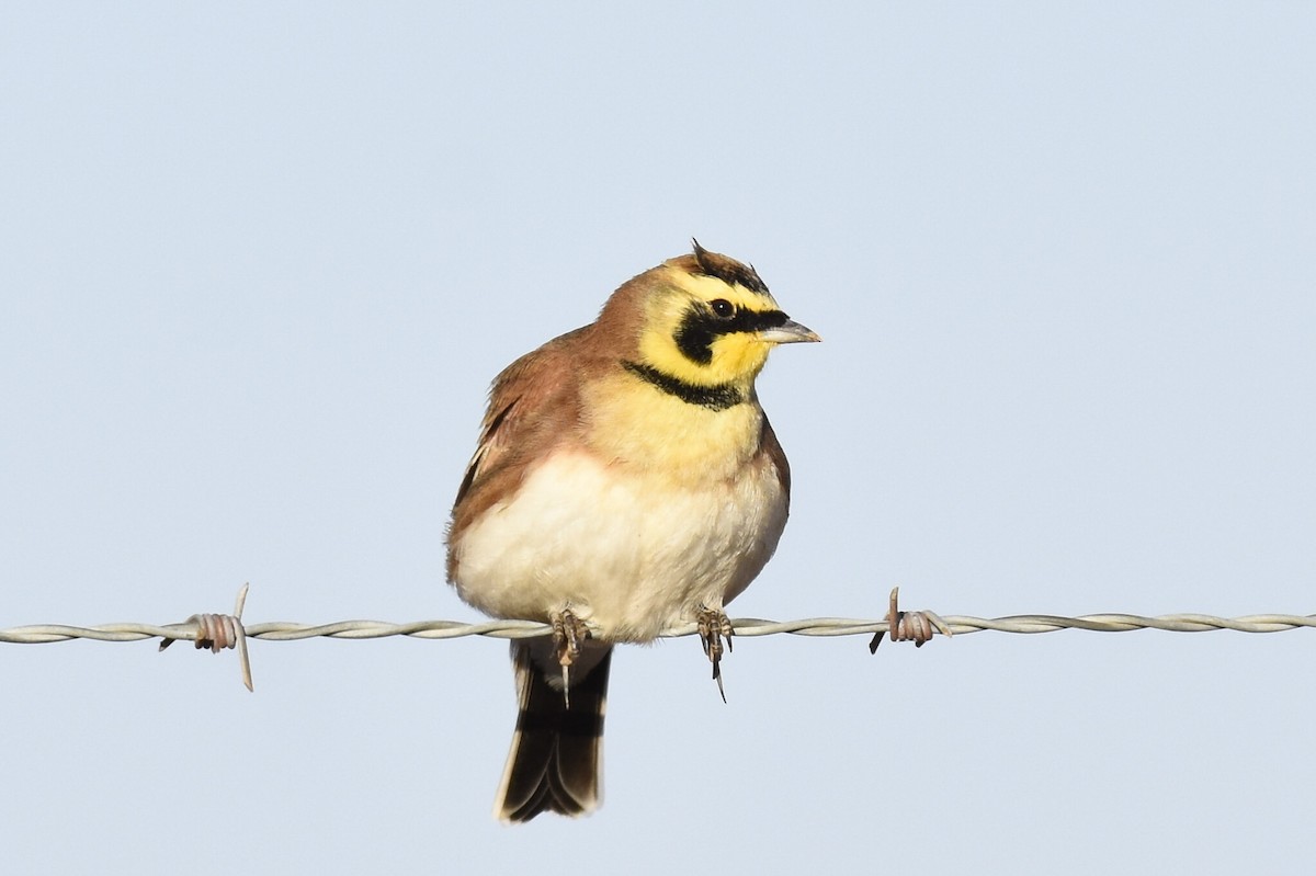 Horned Lark - Max Brodie