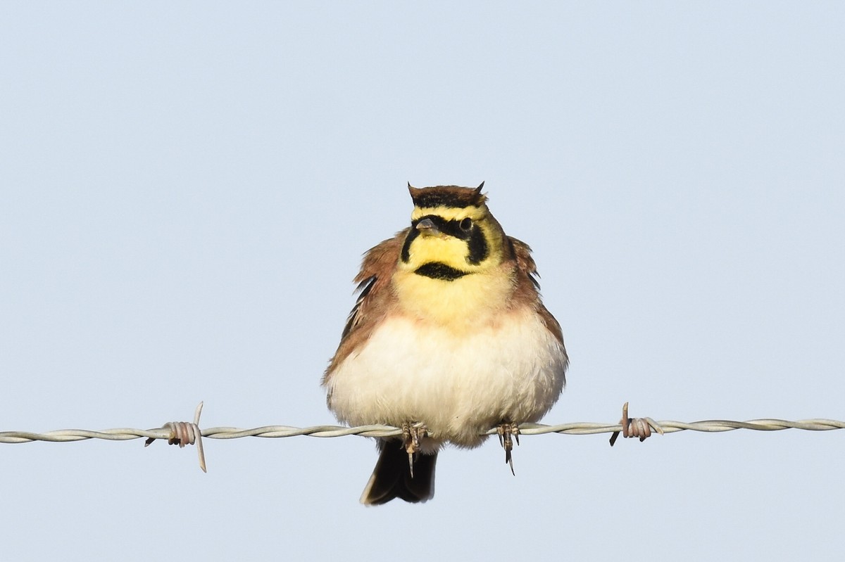 Horned Lark - ML377310111