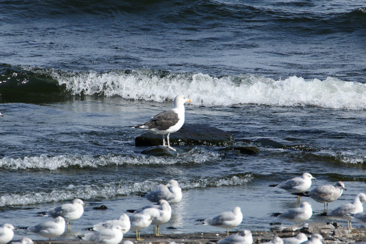 Great Black-backed Gull - ML377310341