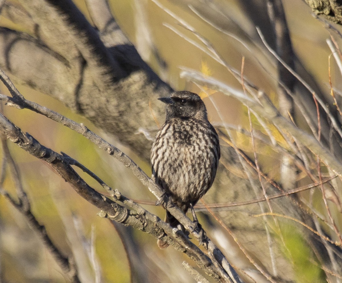 Yellow-winged Blackbird - ML377311691