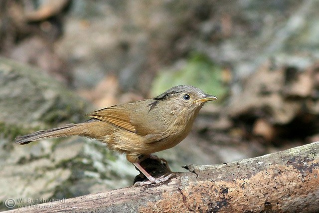 Brown-cheeked Fulvetta - ML377311791