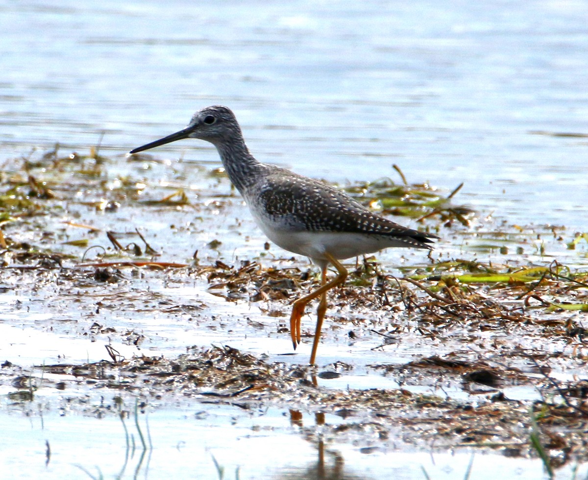 Greater Yellowlegs - Michelle Emlin