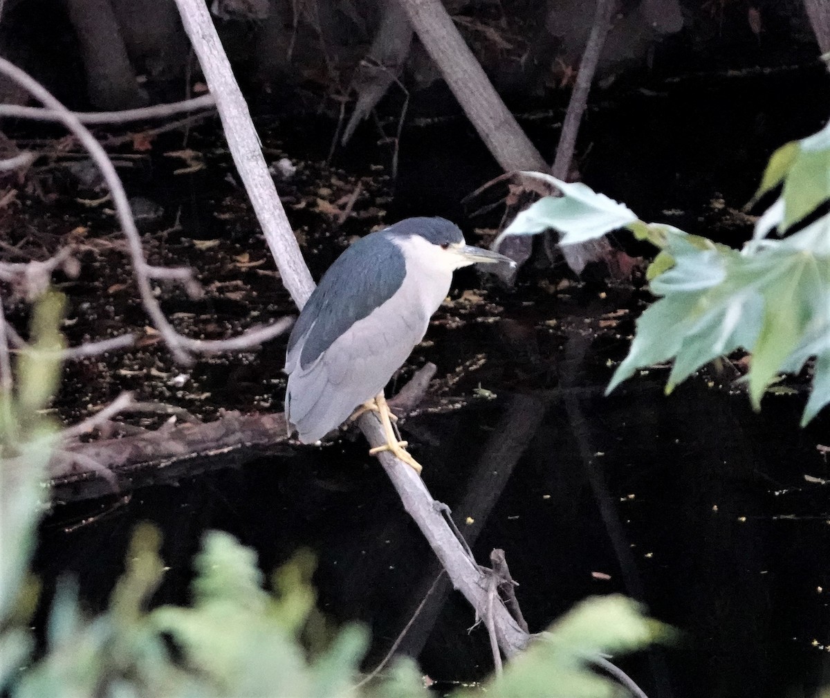 Black-crowned Night Heron - ML377313251