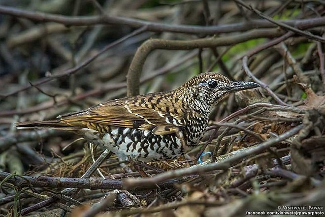 Nilgiri Thrush - Vishwatej Pawar