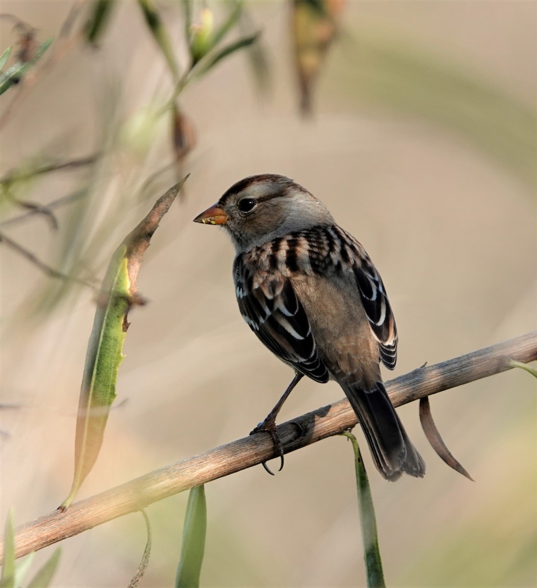 White-crowned Sparrow - ML377313371