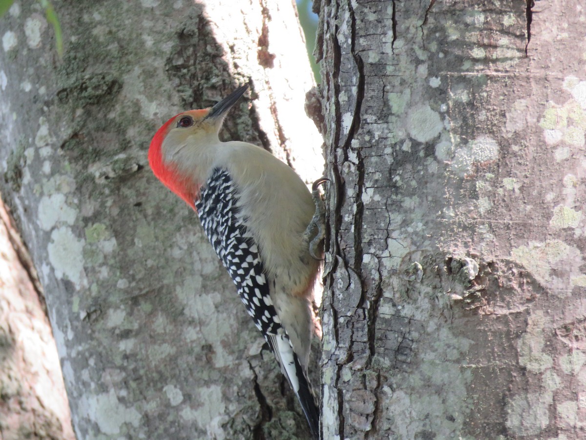 Red-bellied Woodpecker - ML377314071