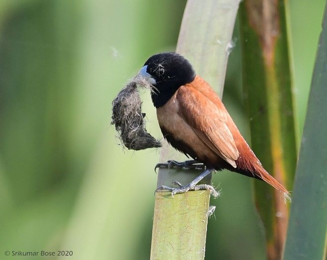 Tricolored x Chestnut Munia (hybrid) - ML377316931