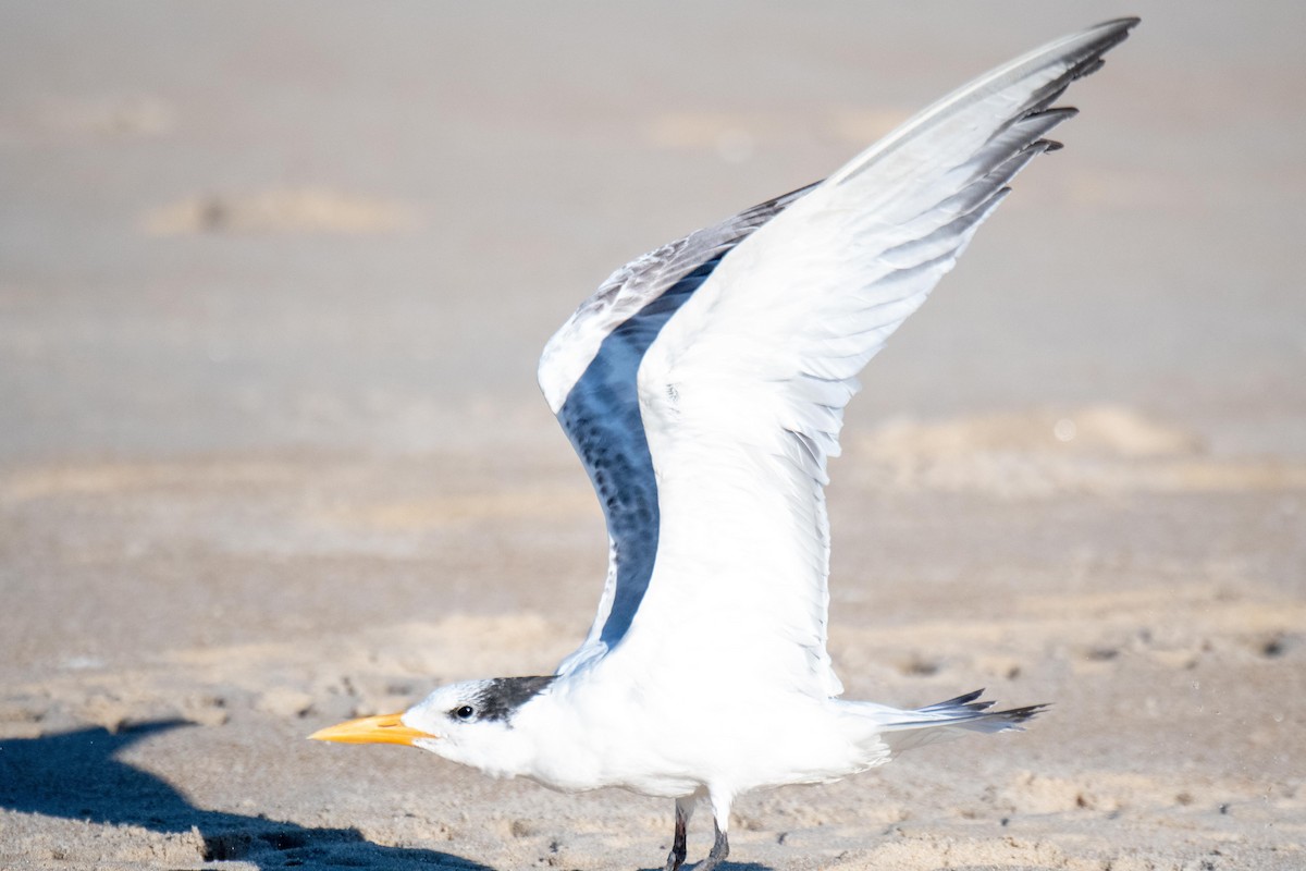 Royal Tern - ML377317061