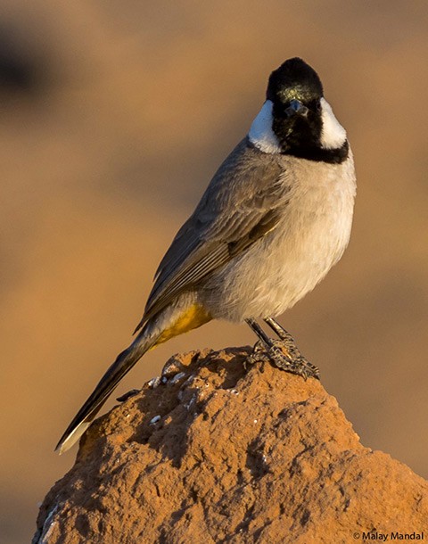 White-eared Bulbul - ML377317951