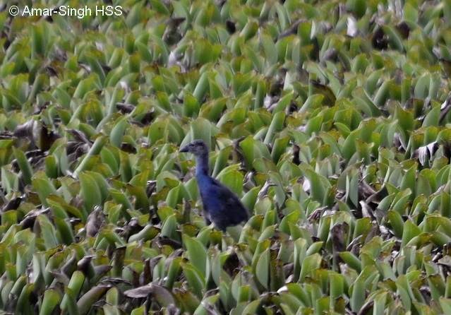 Gray-headed Swamphen - ML377318031