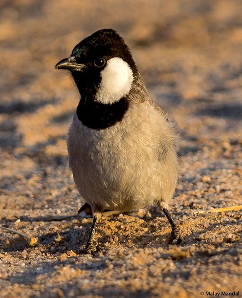 Bulbul Orejiblanco - ML377318091