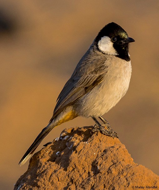 White-eared Bulbul - ML377318111