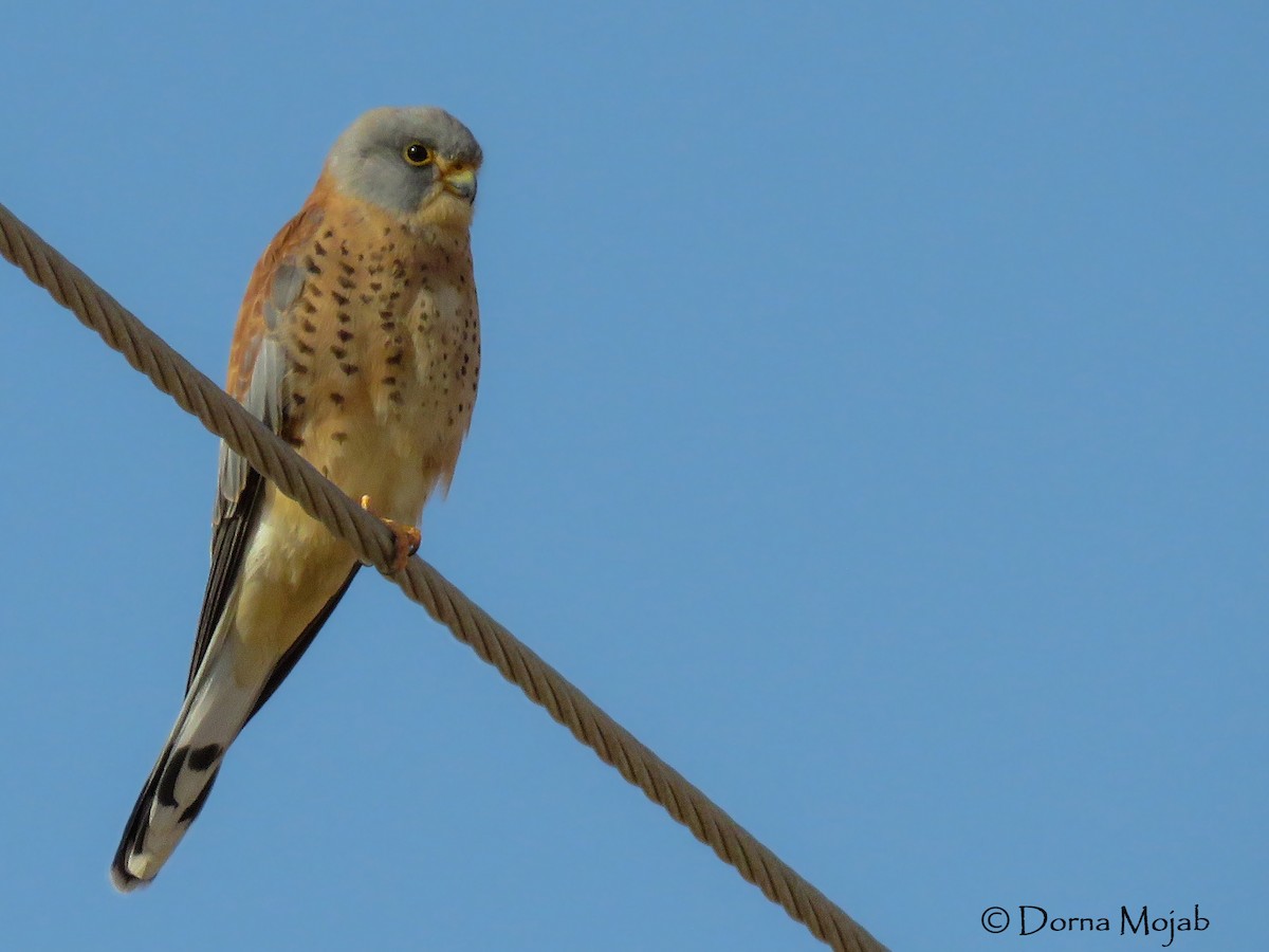 Lesser Kestrel - Dorna Mojab