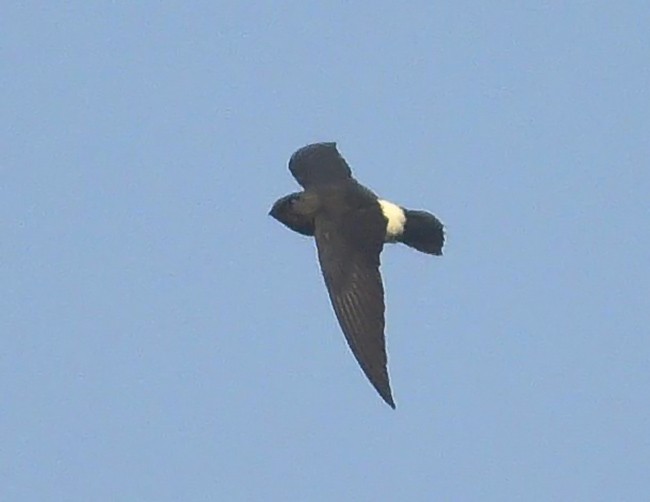 White-rumped Spinetail - ML377319151