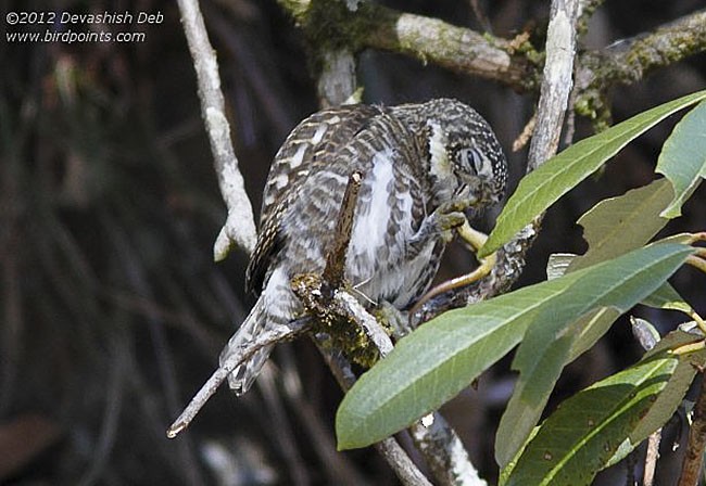 Collared Owlet - Devashish Deb