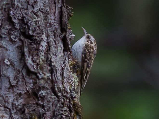 Hodgson's Treecreeper - ML377320011