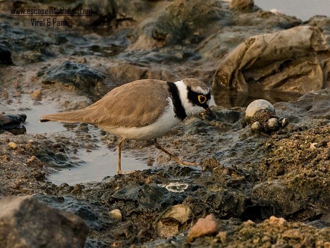 Нарийн хиазат - ML377321261