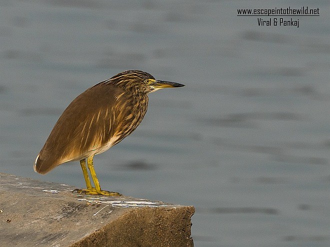 Indian Pond-Heron - ML377321271