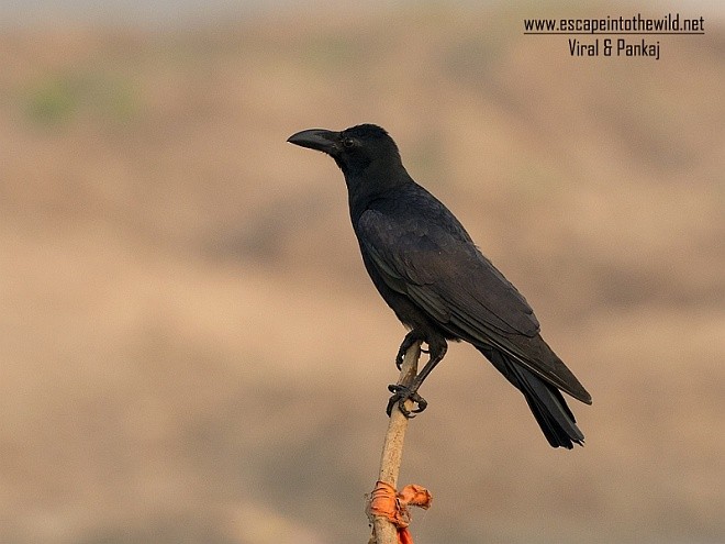 Large-billed Crow (Indian Jungle) - ML377321301