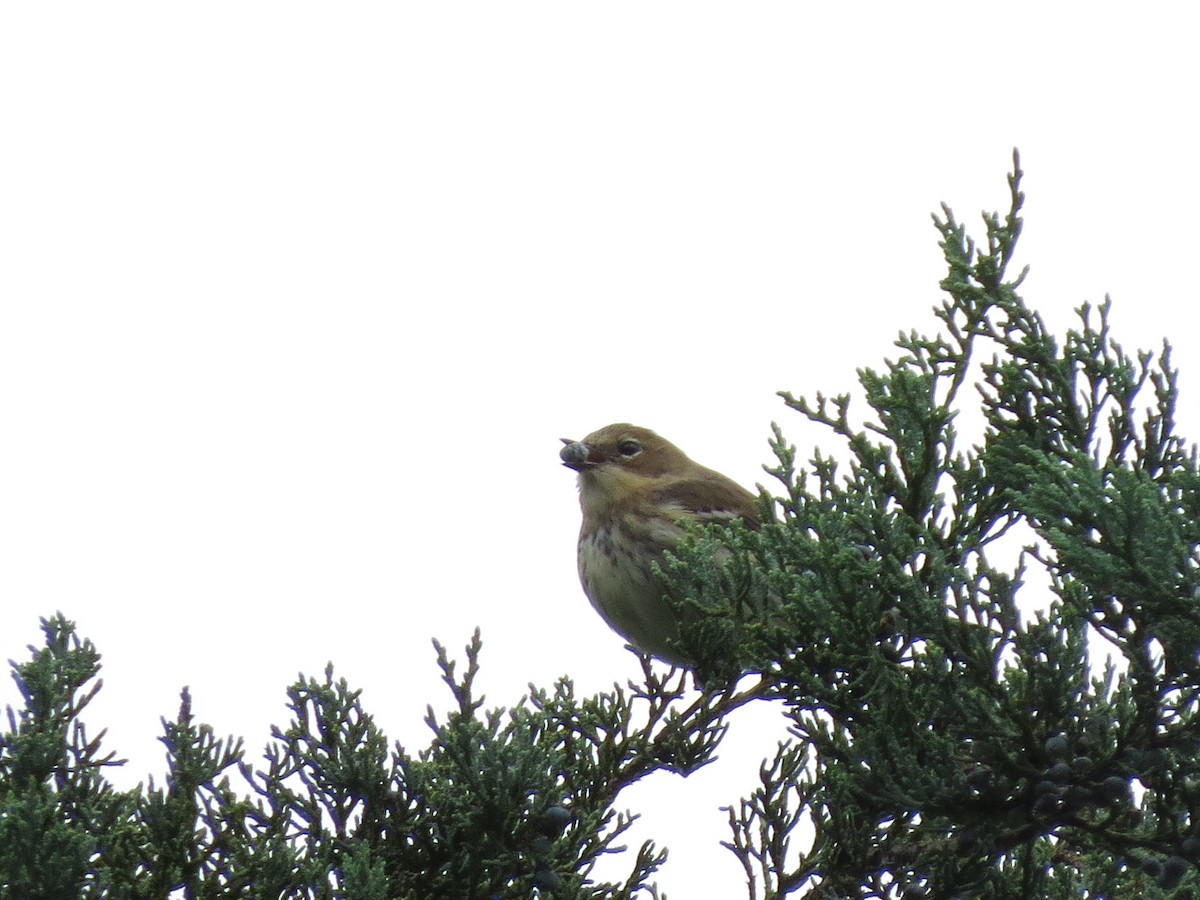 Yellow-rumped Warbler - ML377321641