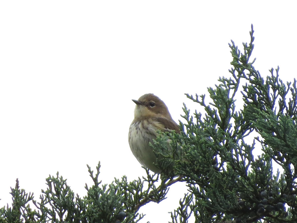 Yellow-rumped Warbler - ML377321651