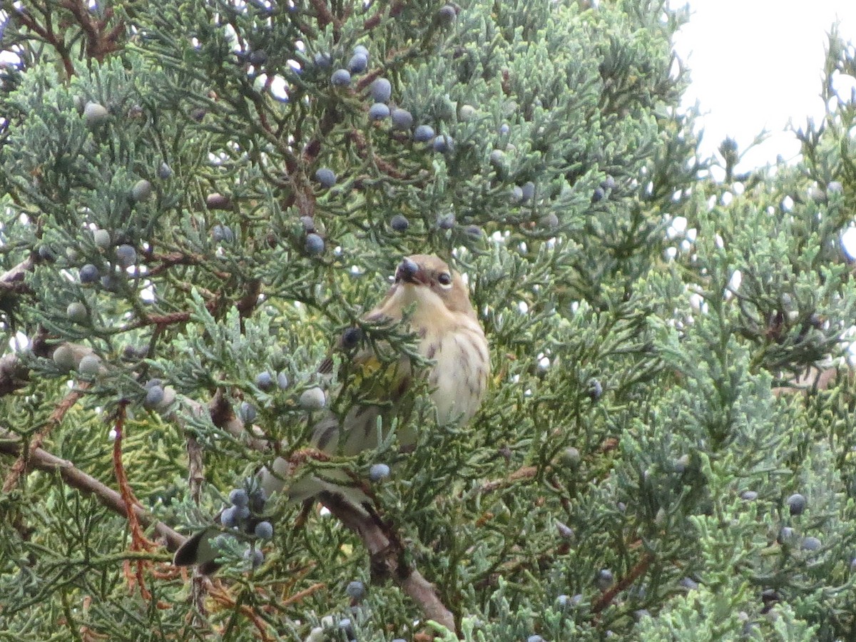 Yellow-rumped Warbler - ML377321661