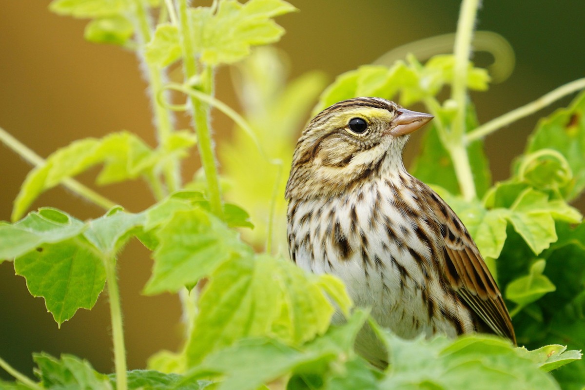 Savannah Sparrow - Meg Saunders